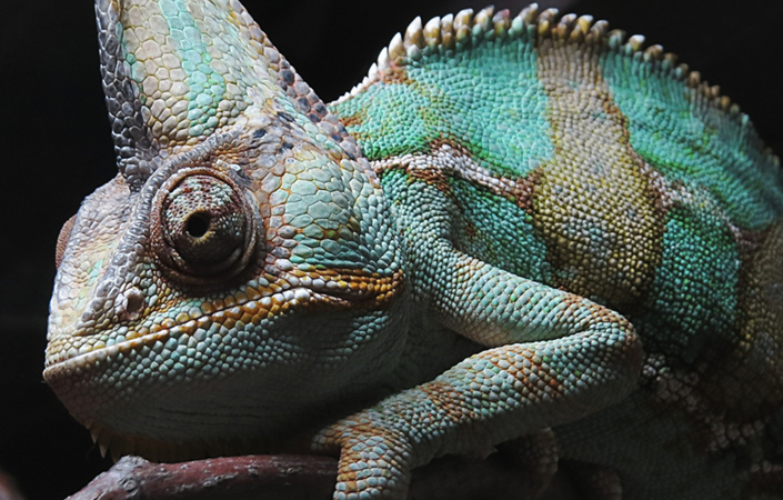 Chameleon | © Bild von saltus auf Pixabay 