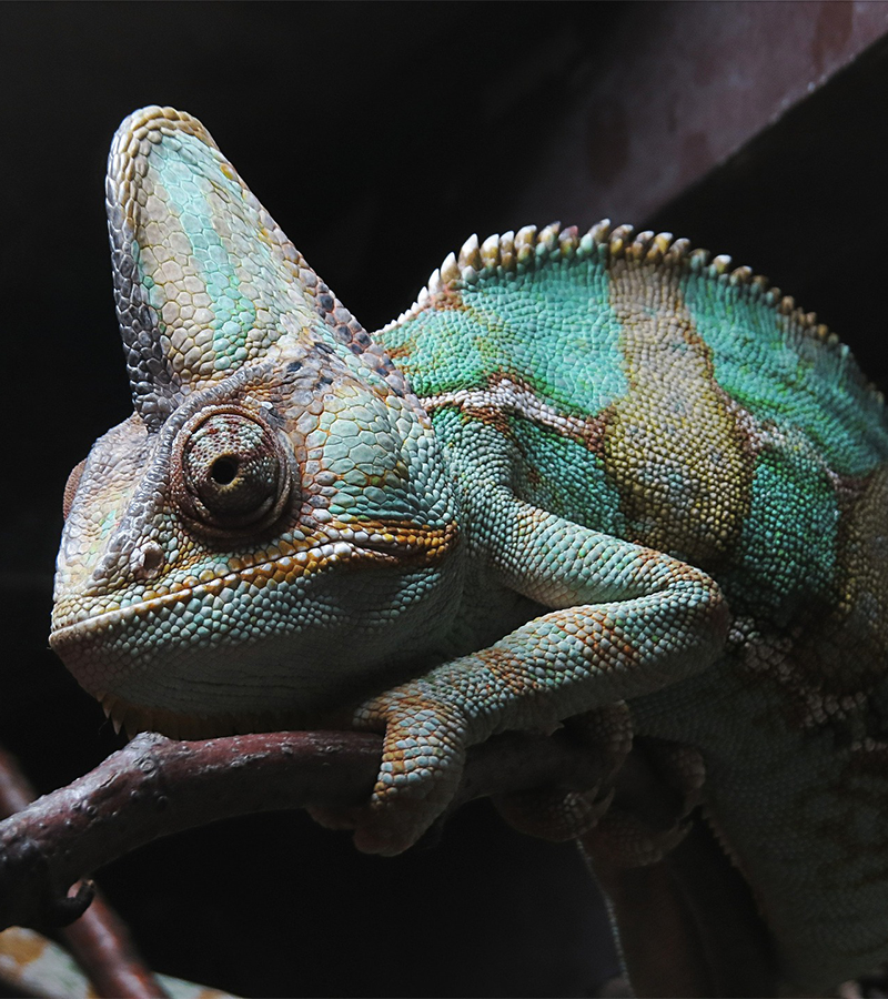 Chameleon | © Bild von saltus auf Pixabay 